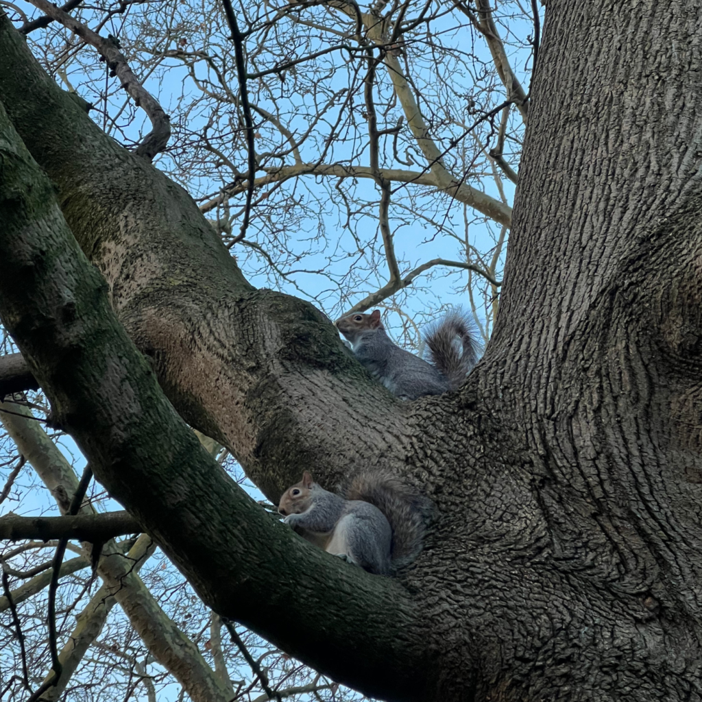 Ecureuils à Jame's Park, London 