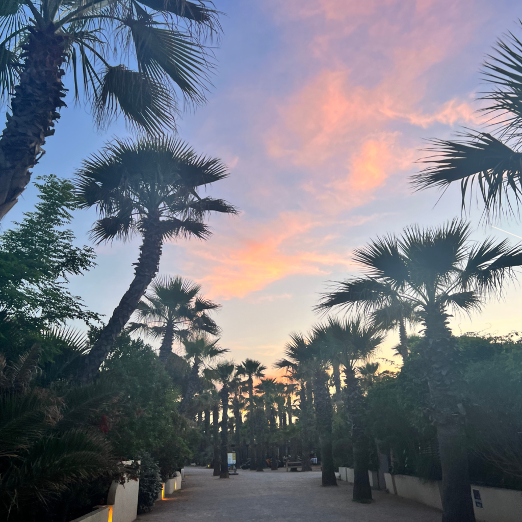 Palmier + sunset à Saint-Tropez