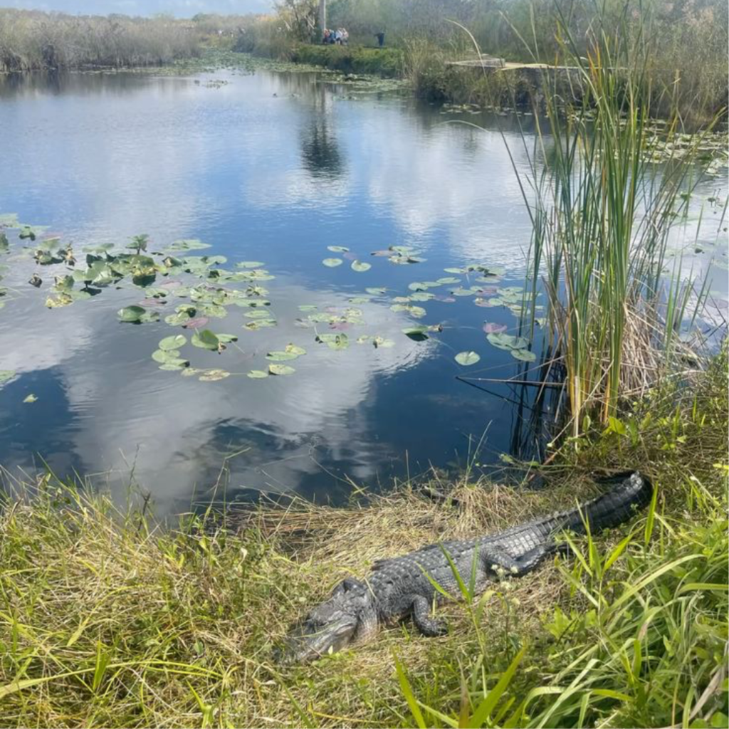 everglades usa