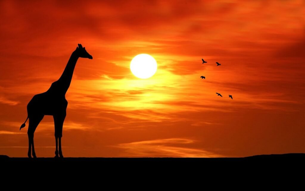 Un coucher de soleil rouge sang, avec une silhouette de girafe en ombre chinoise